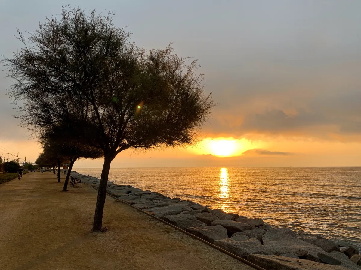 Tramonto dietro gli alberi con la scogliera e il riflesso sul mare