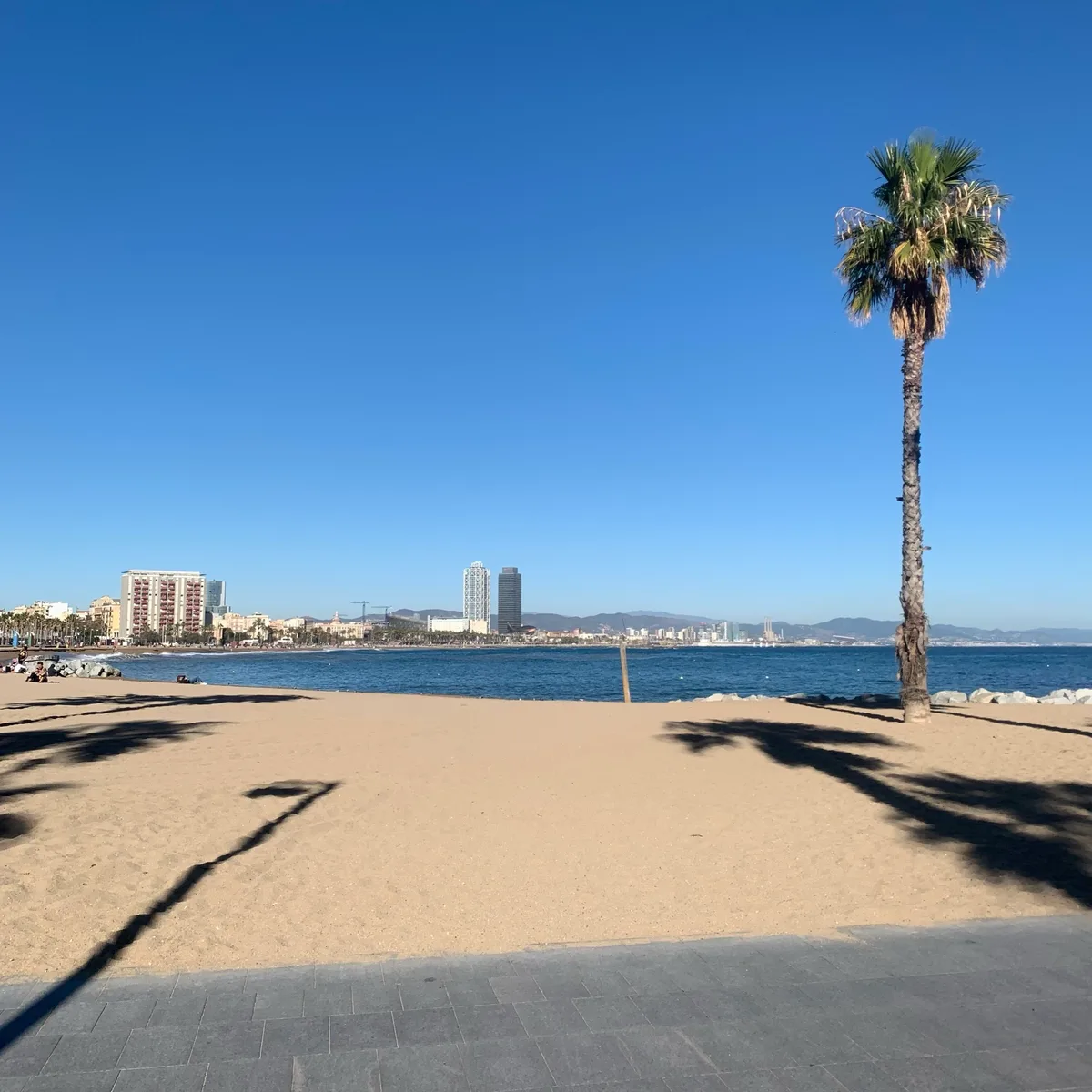 Spiaggia di Barcellona con palma e skyline sullo sfondo