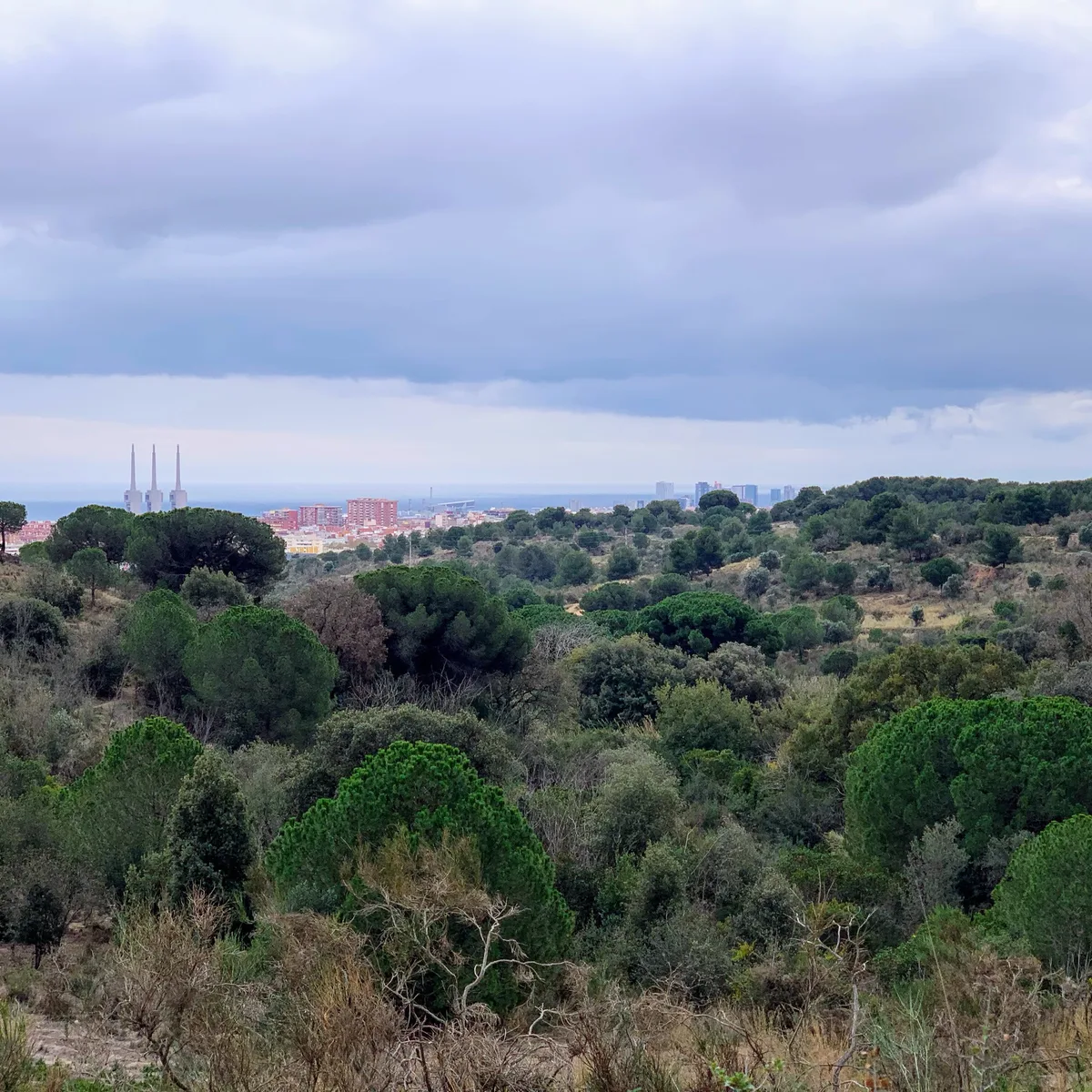 Vista sulla macchia mediterranea con la città in lontananza