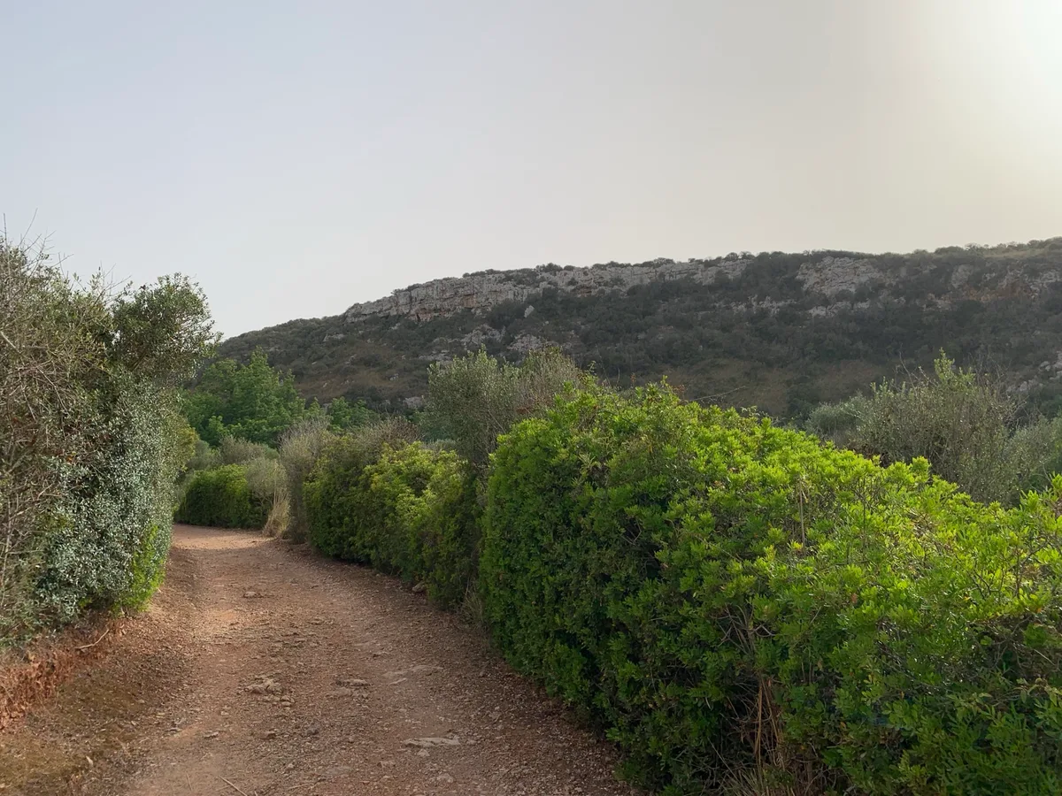 Strada sterrata tra le siepi con una collina sullo sfondo