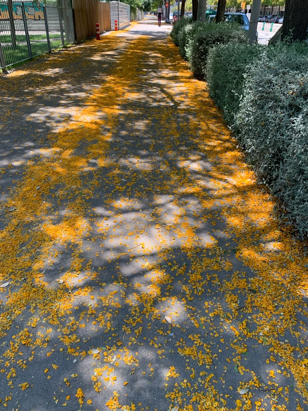 Marciapiede coperto di fiori gialli caduti
