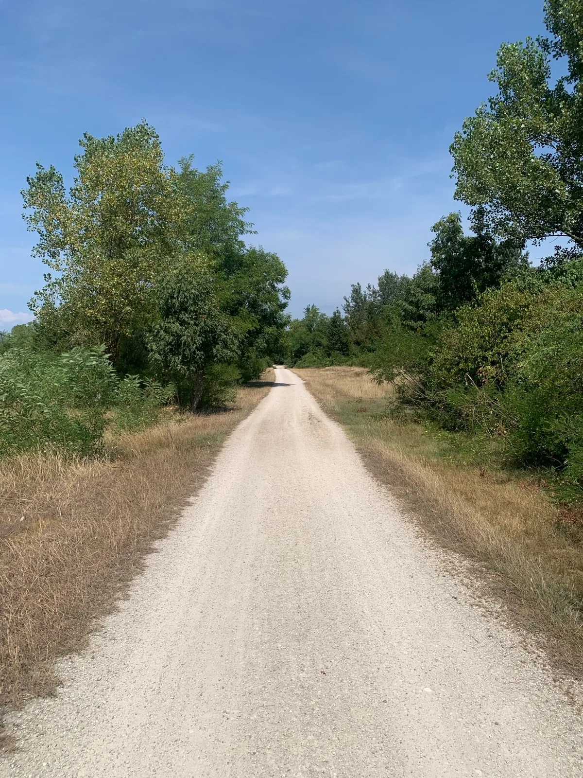 Strada sterrata bianca tra gli alberi sotto un cielo azzurro
