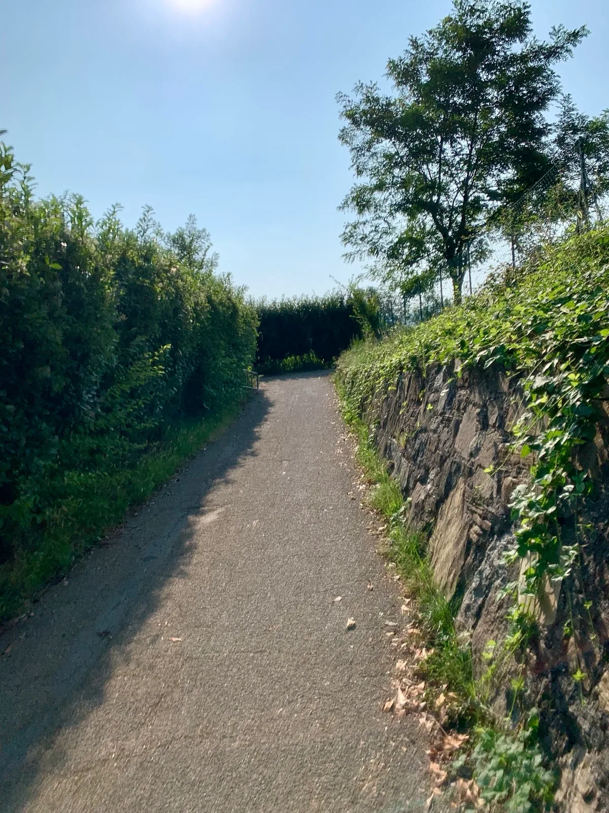 Sentiero tra una siepe e un muro di pietra coperto di edera