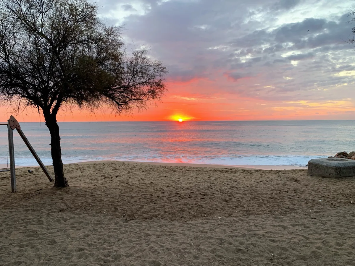 Alba dietro un albero sulla spiaggia