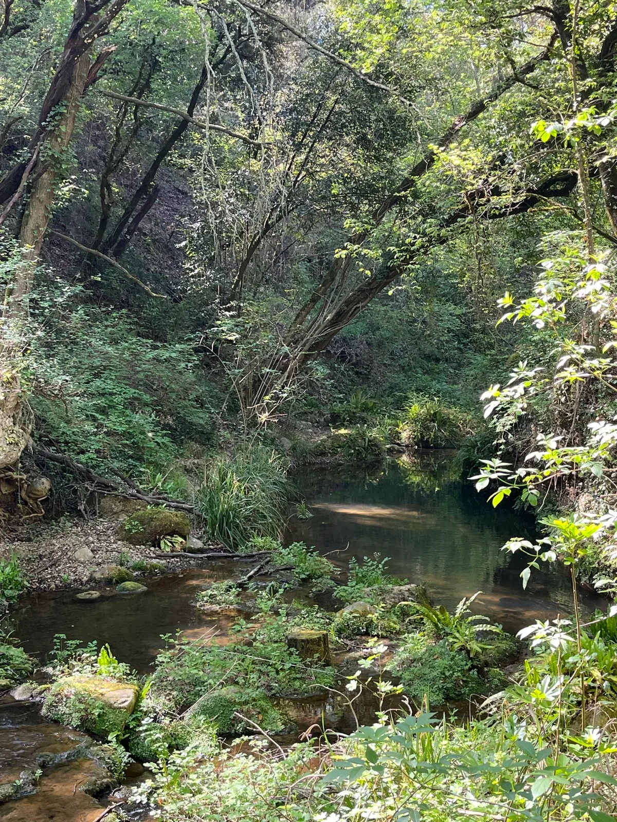 Torrente nel bosco lungo il percorso di corsa