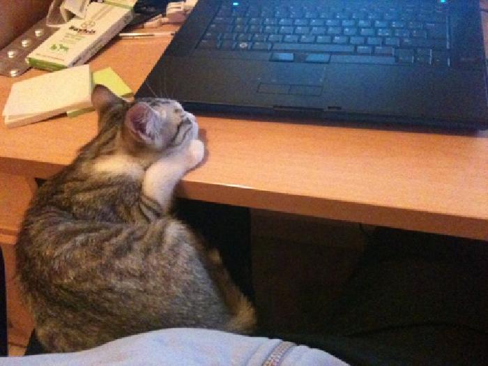 Gatto che dorme sulla scrivania accanto a un computer portatile