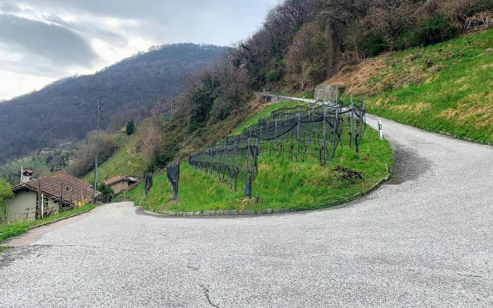 Strada tra i vigneti a tornanti sulla collina