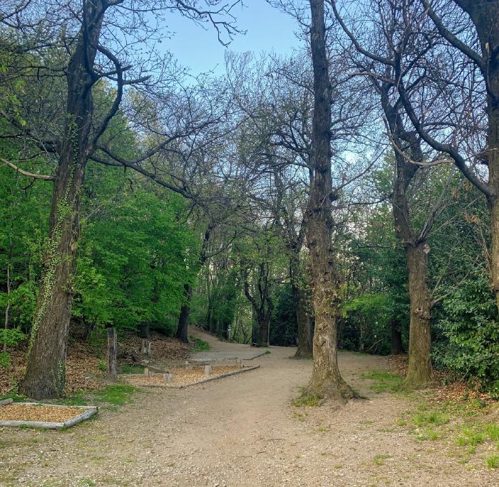 Sentiero ampio nel bosco con alberi spogli