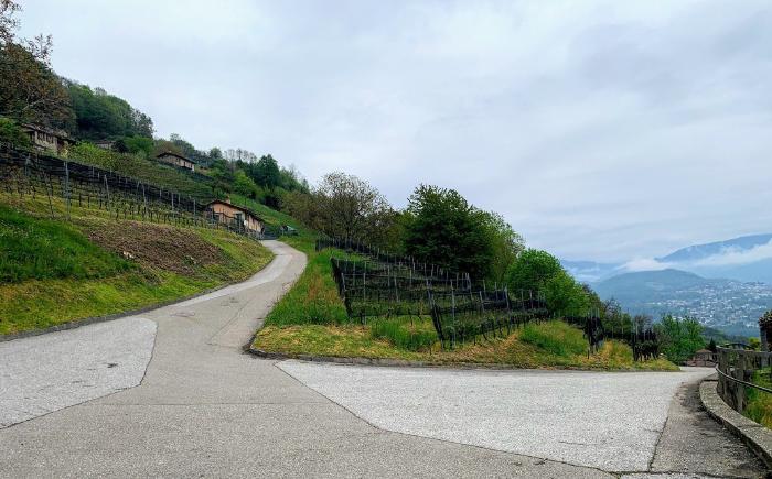Strada asfaltata in salita tra i vigneti con la valle sullo sfondo