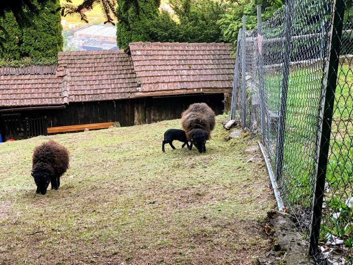 Pecore nere al pascolo in un recinto