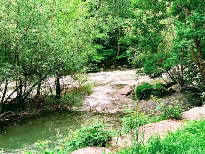Torrente con vasche d'acqua verde tra la vegetazione