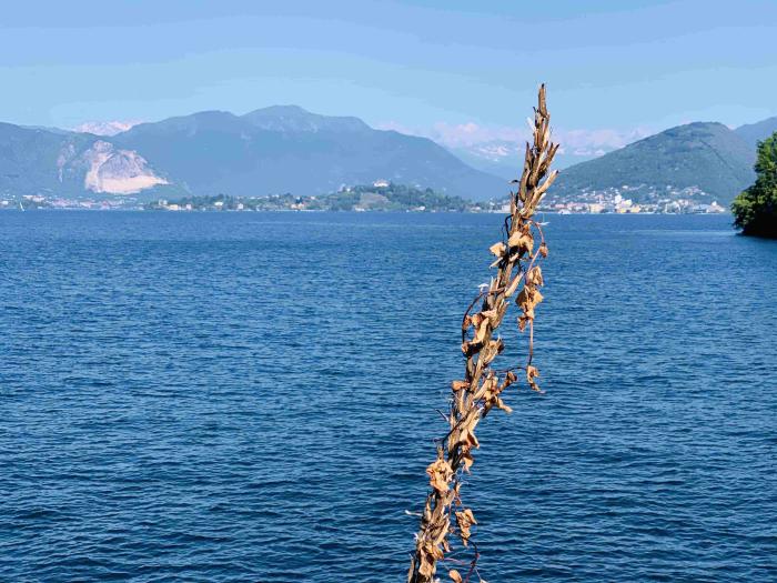 Spiga secca in primo piano davanti al lago e alle montagne