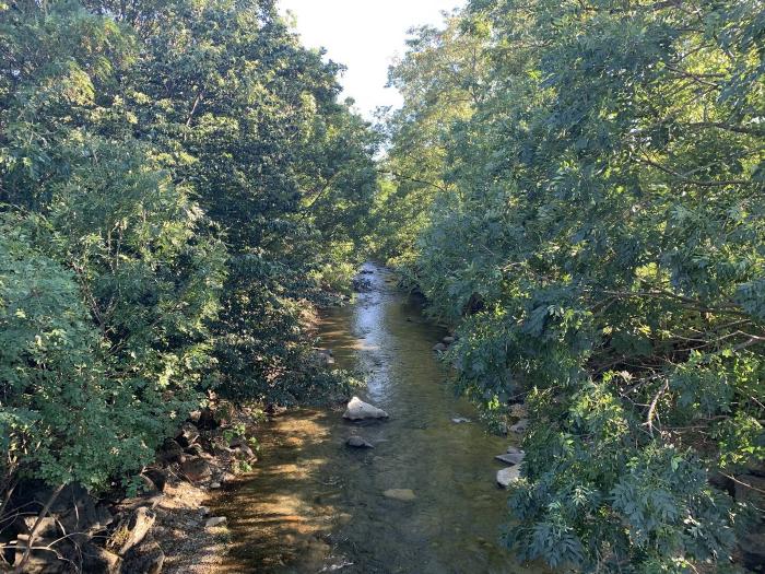 Torrente tra la vegetazione fitta visto dal ponte