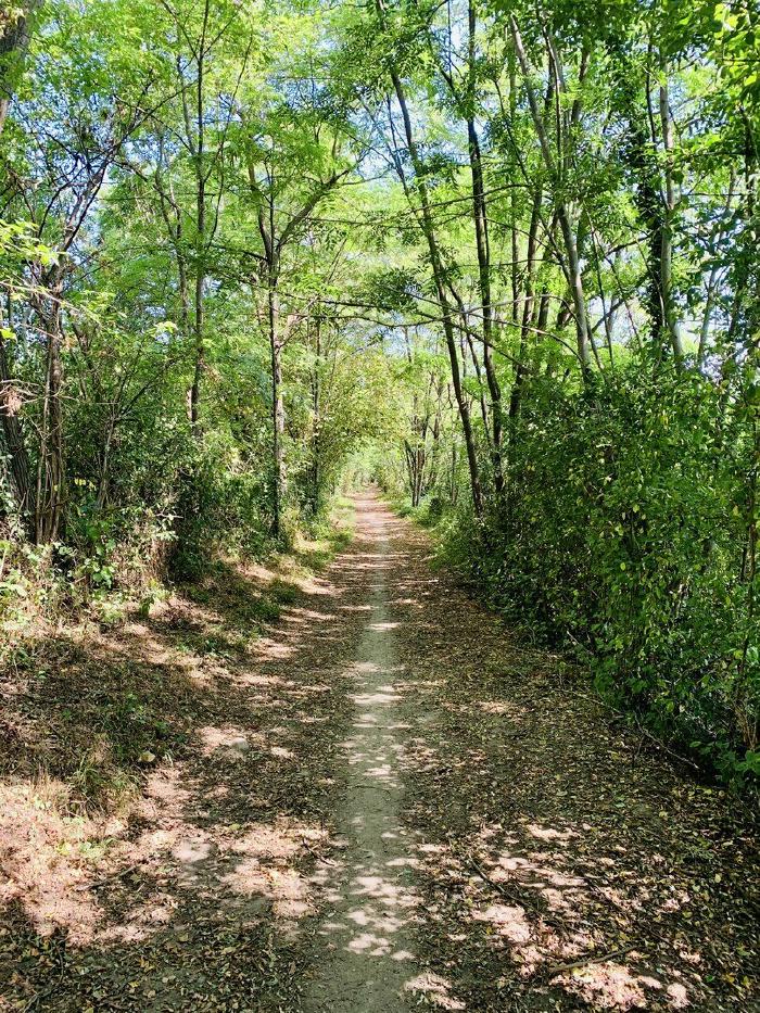 Sentiero sterrato in un viale di alberi