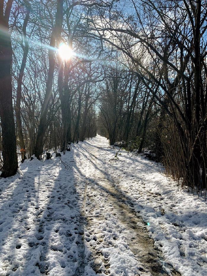 Sentiero innevato tra gli alberi con il sole in controluce