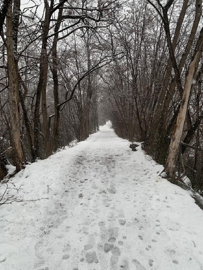 Sentiero coperto di neve tra gli alberi spogli