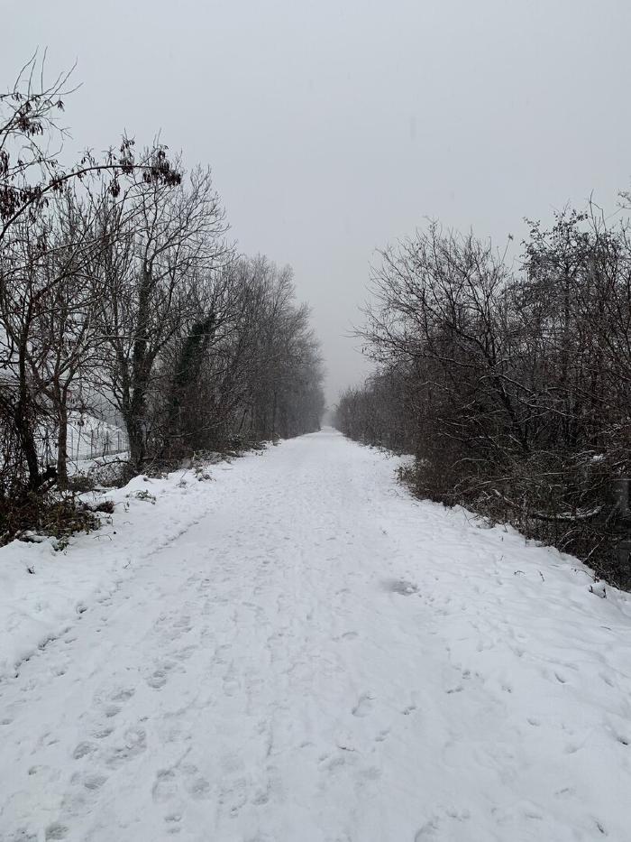 Sentiero innevato tra alberi spogli sotto un cielo grigio