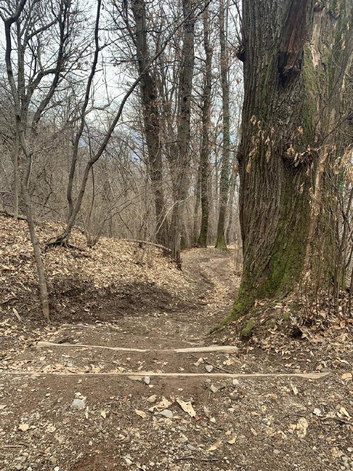 Sentiero nel bosco spoglio con un tronco di albero