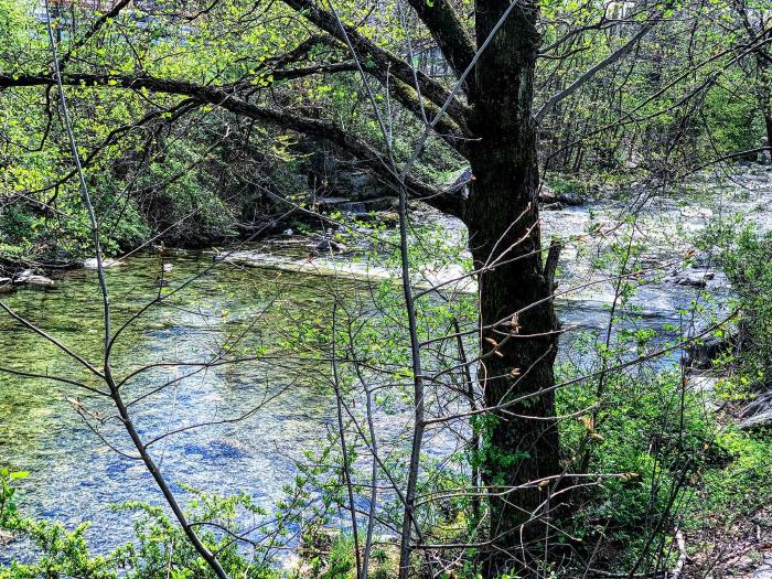 Torrente tra la vegetazione primaverile verde