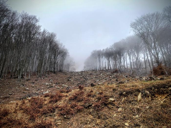 Sentiero tra alberi spogli nella nebbia in un taglio del bosco