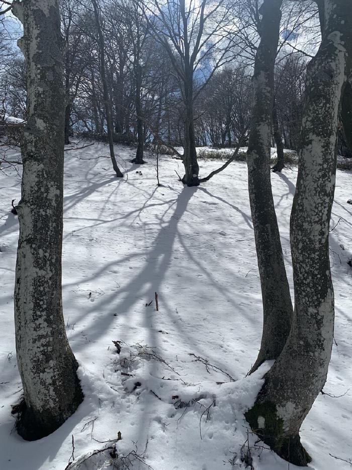 Neve