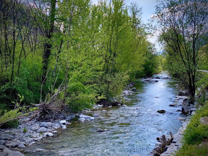 Torrente con acqua limpida tra gli alberi verdi