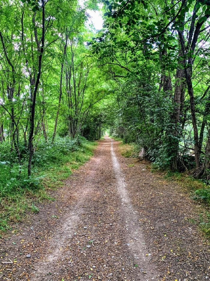 Strada sterrata dritta in un bosco verde