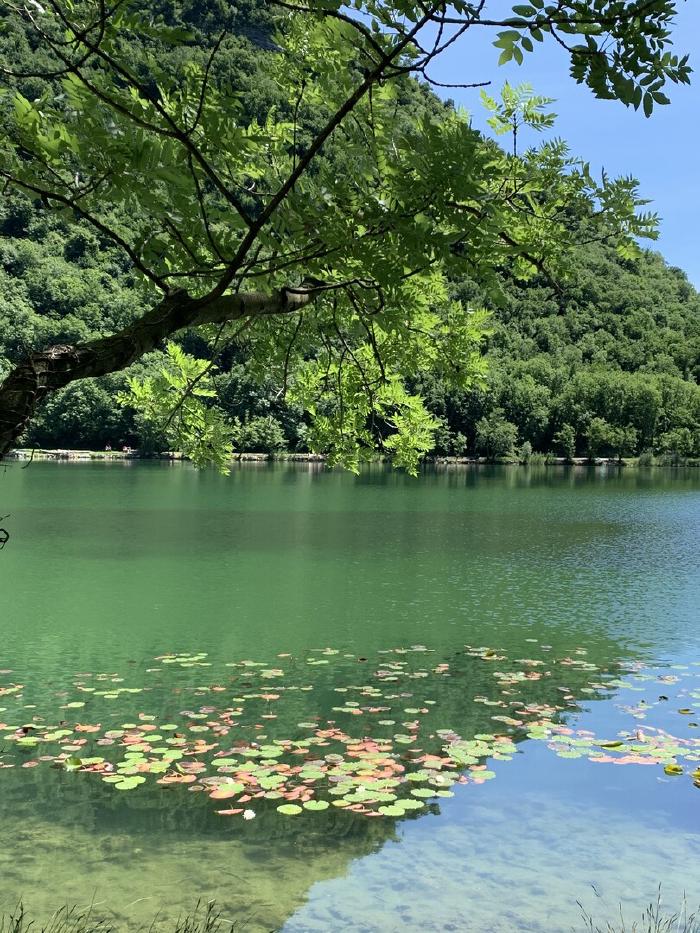 Piccolo lago con le ninfee e il bosco sullo sfondo